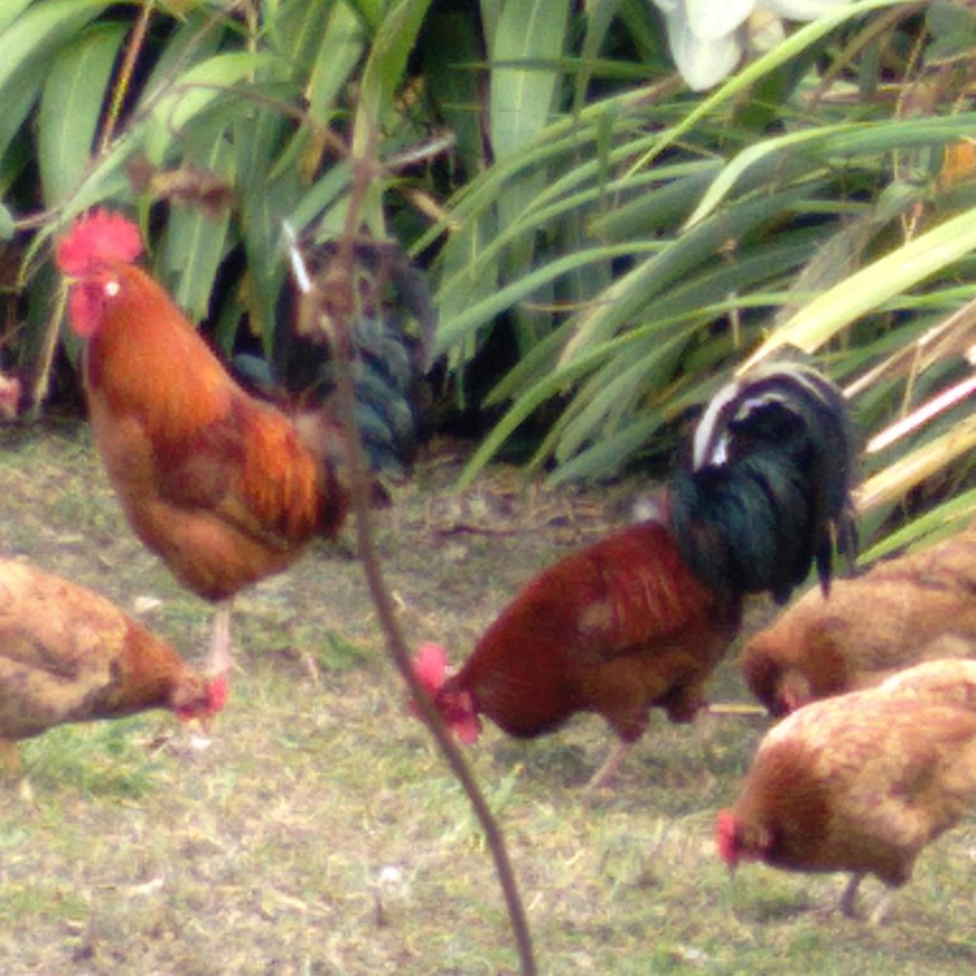 Hostal Tu'U Koihu Hanga Roa Ngoại thất bức ảnh